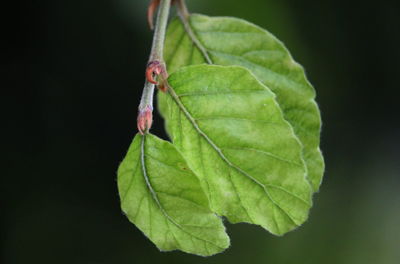 Close-up of insect on leaf