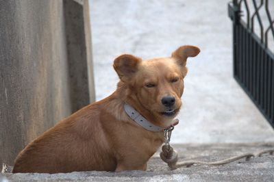 Close-up of dog