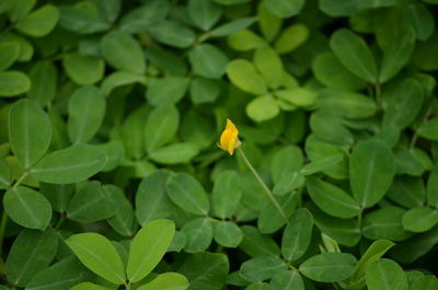 Close-up of yellow flowering plant