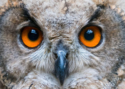 Owl close up