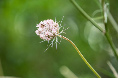 A carrot flower with green background