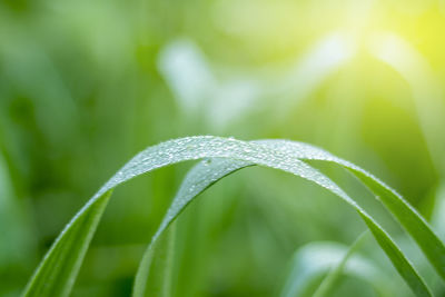 Close-up of wet plant