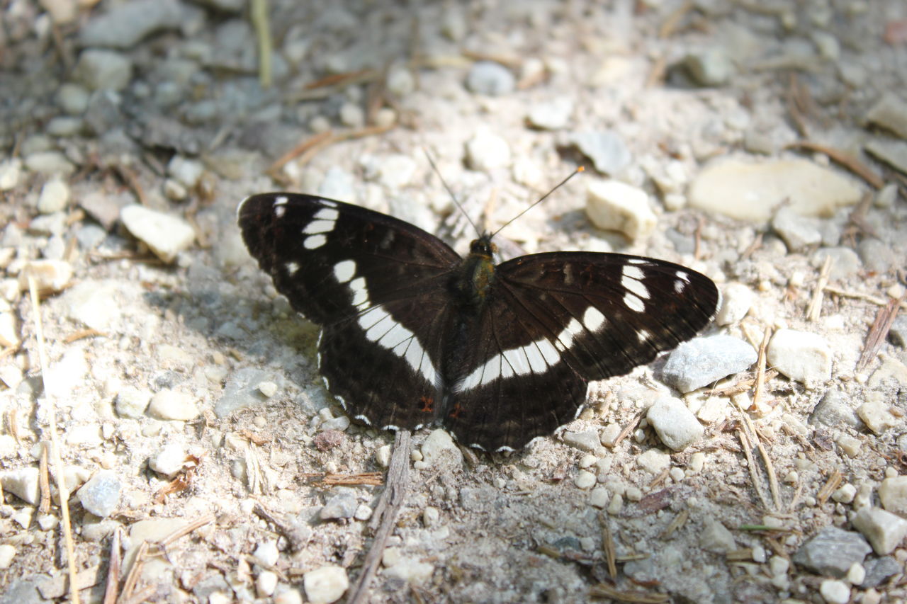 HIGH ANGLE VIEW OF BUTTERFLY ON LEAF