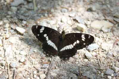 High angle view of butterfly on pebbles