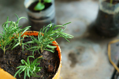 High angle view of potted plant