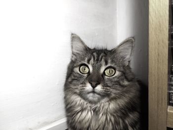 Close-up portrait of cat