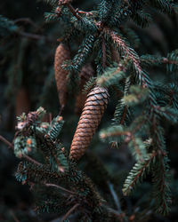 Close-up of pine tree