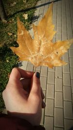 Close-up of hand holding maple leaf