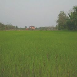 field