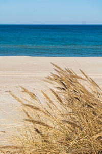 Beautiful calm blue sea with waves and sandy beach with reeds and dry grass among the dunes