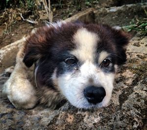 Close-up of puppy relaxing on field