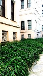 Plants growing in front of building