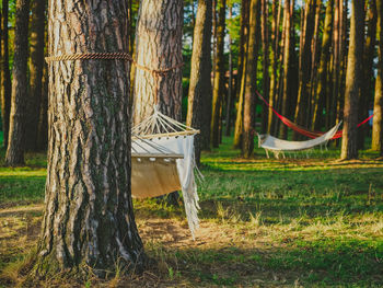 White hammocks hanging between the pine trees in a summer forest on lakeshore