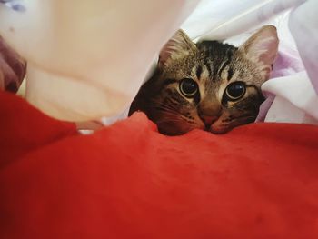 Close-up portrait of cat