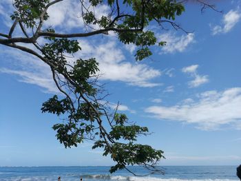 Tree by sea against sky