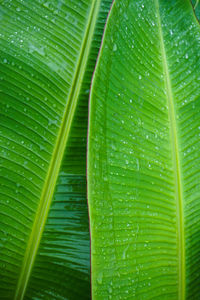 Full frame shot of wet banana leaf