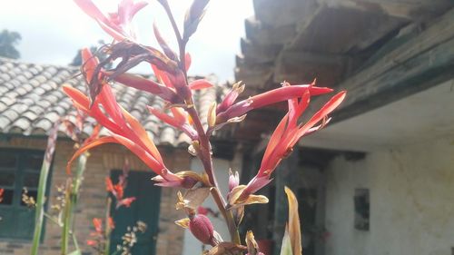 Close-up of flower against sky