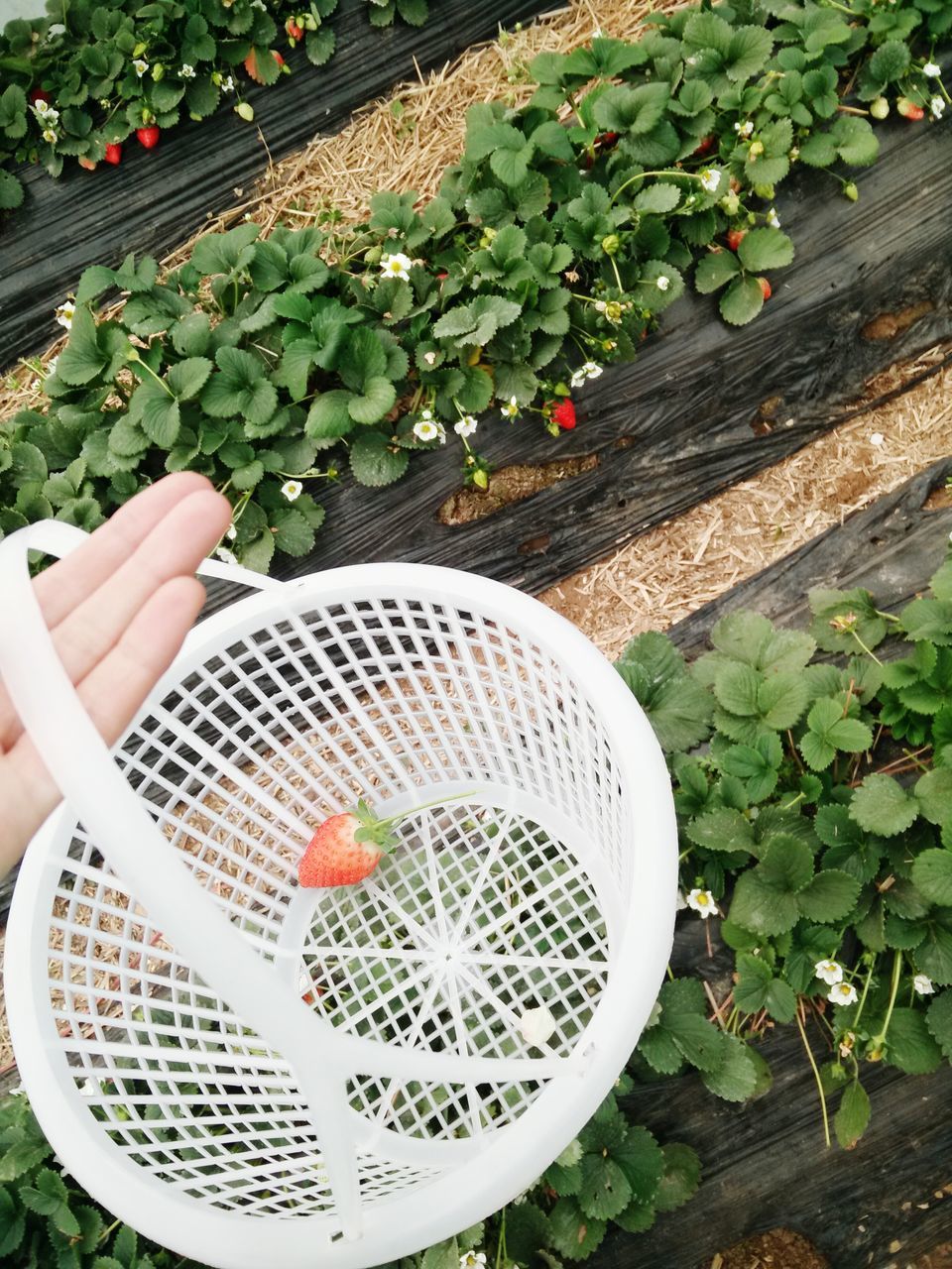 high angle view, plant, growth, leaf, green color, freshness, potted plant, front or back yard, day, outdoors, food and drink, chair, basket, directly above, no people, nature, table, gardening, field, container