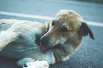 Close-up of dog