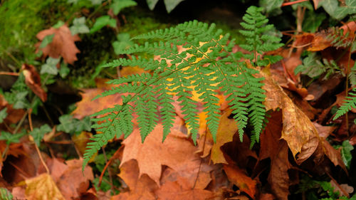 Green fern leaves, natural floral fern in forest. natural thickets, floral abstract background. 