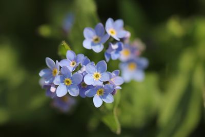 Close-up of purple flowers blooming outdoors