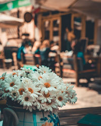 Close-up of woman holding flowering plant in street