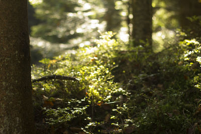 Close-up of tree trunk in forest