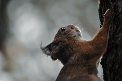 Close-up of squirrel on tree trunk