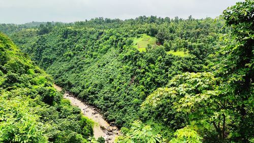 Scenic view of forest