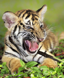 Close-up of cat yawning