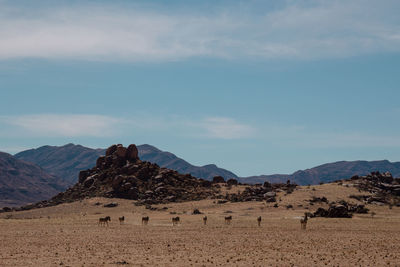 Scenic view of zebras in the hot dry sunny desert landscape of namibia walking in front of mountains