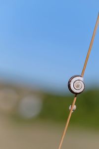 Close-up of snail on wood against clear blue sky