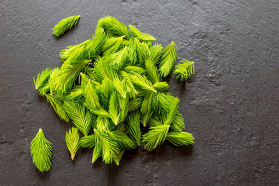 High angle view of green leaf on table