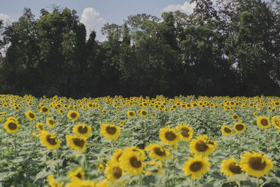 Close-up of yellow flowering plants on field