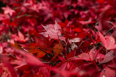 Close-up of red maple leaves