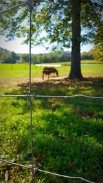 Sheep grazing on field against sky