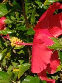 Close-up of pink flower in park