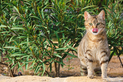 Portrait of cat standing on land