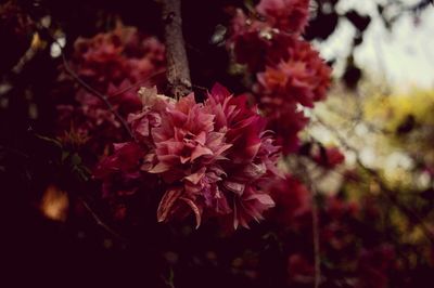 Close-up of pink flowers