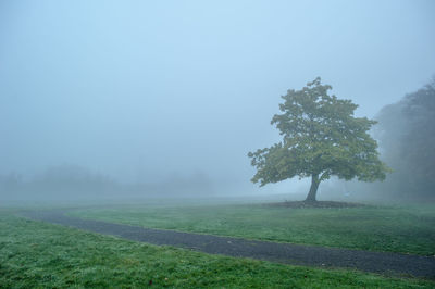 Scenic view of grassy field in foggy weather