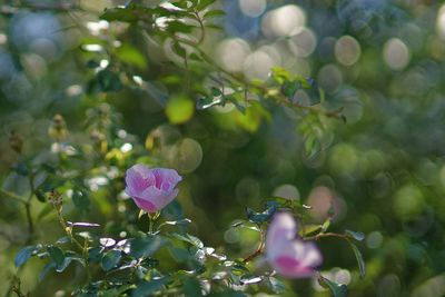 Close-up of pink flowering plant