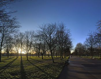 Bare trees on grassy field