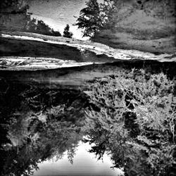 Reflection of trees in water