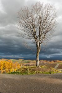 Bare tree on field against sky