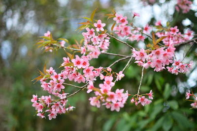 Close-up of pink cherry blossoms in spring