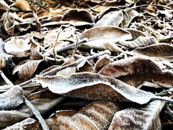 Close-up of dry leaves on field