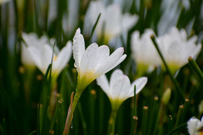 Close-up of wet white crocus flower