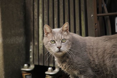 Close-up portrait of cat