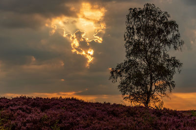 Tree on field against sky during sunset