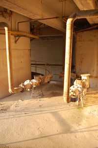 View of dog in abandoned building